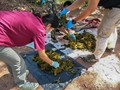 タイ・ナーン県のクンサターン国立公園で、死んだシカの胃から出てきたごみを調べる獣医師ら。 Office of Protected Area Region 13提供（2019年11月25日撮影、26日公開）。(c)AFP PHOTO / Office of Protected Area Region 13