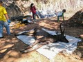 タイ・ナーン県のクンサターン国立公園で発見されたシカの死骸。 Office of Protected Area Region 13提供（2019年11月25日撮影、26日公開）。(c)AFP PHOTO / Office of Protected Area Region 13