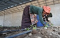 ニェモ県にある高原栽培業宇宙育種・産業化推進建設事業パーク内の温室ハウスで働く登録貧困者（2019年4月19日撮影）。(c)Xinhua News